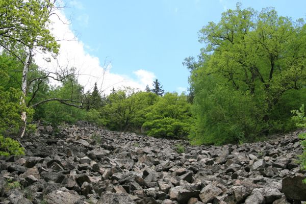 Doubí, údolí Ohře, 12.5.2008
Suťové pole na západním svahu Vysokého hřbetu.
Keywords: Slavkovský les Doubí údolí Ohře Vysoký hřbet