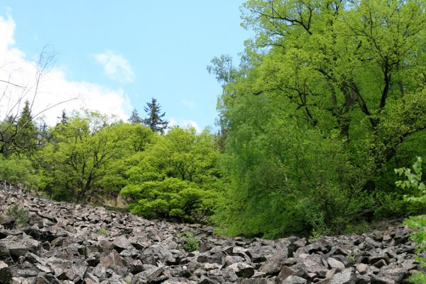 Doubí, údolí Ohře, 12.5.2008
Rozsáhlé suťoviště na západním svahu Vysokého hřbetu.
Klíčová slova: Slavkovský les Doubí údolí Ohře Vysoký hřbet Idolus picipennis