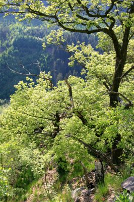 Doubí, údolí Ohře, 12.5.2008
Suťový les na západním svahu Vysokého hřbetu.
Klíčová slova: Slavkovský les Doubí údolí Ohře Vysoký hřbet Cardiophorus nigerrimus Anostirus bohemicus