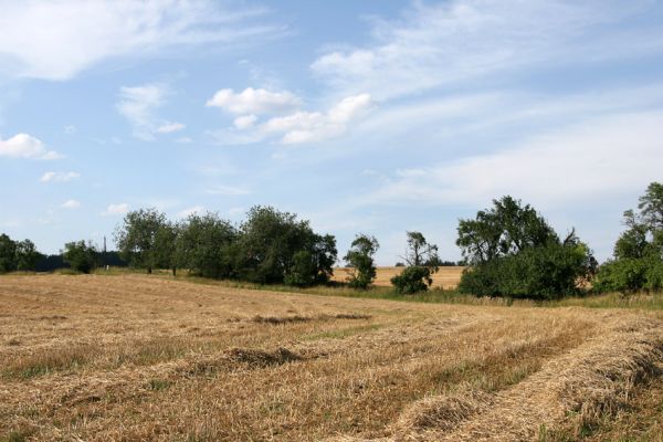 Doubravice, 9.8.2009
Ovocná alej s třešněmi u polní cesty u Doubravice.
Keywords: Doubravice Velehrádek Anthaxia candens