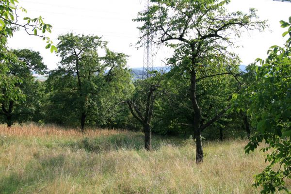 Doubravice - Velehrádek, 9.8.2009
Rozsáhlá třešňovka na jižním svahu u obce Velehrádek.
Klíčová slova: Doubravice Velehrádek Anthaxia candens