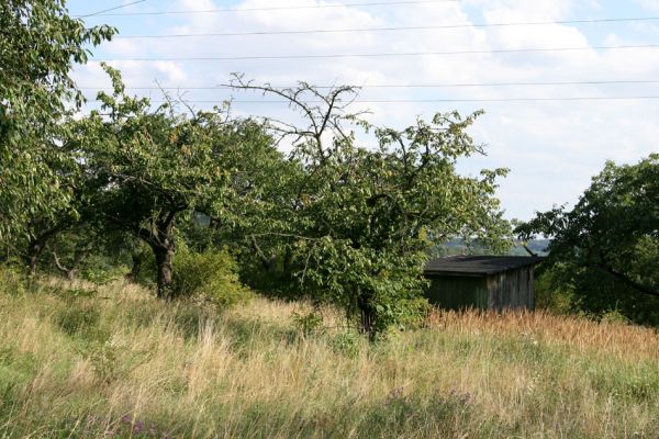 Doubravice - Velehrádek, 9.8.2009
Rozsáhlá třešňovka na jižním svahu u obce Velehrádek.
Keywords: Doubravice Velehrádek Anthaxia candens