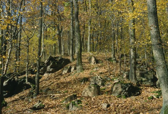 Doubravník, 31.10.2001
Rezervace Sokolí skála.
Schlüsselwörter: Doubravník Sokolí skála Ischnodes sanguinicollis