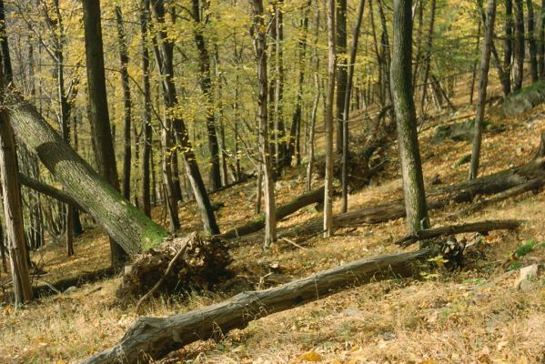 Doubravník, 31.10.2001
Rezervace Sokolí skála.
Mots-clés: Doubravník Sokolí skála