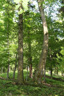 Rudno nad Hronom, 28.5.2015
Štiavnické vrchy, vrch Drastavica. Pod kůrou jedle byl nalezen sameček druhu Brachygonus megerlei a samička Brachygonus bouyoni.
Keywords: Rudno nad Hronom Štiavnické vrchy vrch Drastavica