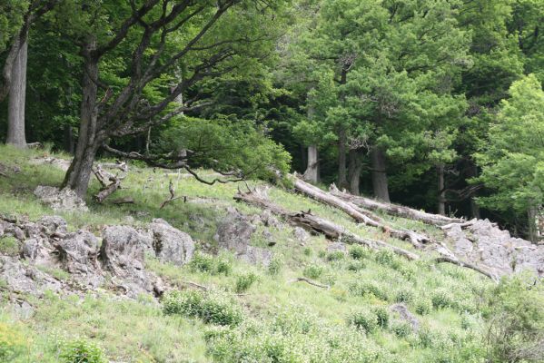 Rudno nad Hronom, 28.5.2015
Štiavnické vrchy, vrch Drastavica. Lesostepní formace na jižním svahu.
Klíčová slova: Rudno nad Hronom Štiavnické vrchy vrch Drastavica