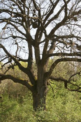 Šahy, 13.4.2016
Zarůstající pastevní les na severozápadním svahu vrchu Drieňok.
Klíčová slova: Šahy Drieňok pastevní les