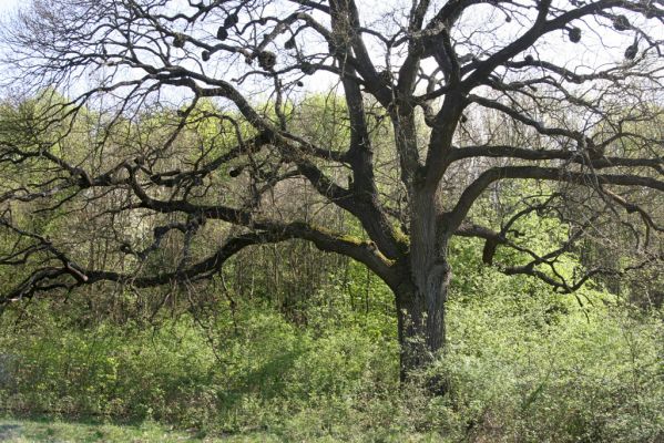 Šahy, 13.4.2016
Zarůstající pastevní les na severozápadním svahu vrchu Drieňok.
Klíčová slova: Šahy Drieňok pastevní les