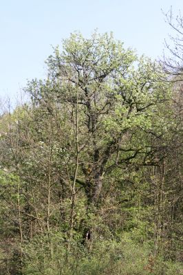 Šahy, 13.4.2016
Zarůstající pastevní les na severozápadním svahu vrchu Drieňok.
Klíčová slova: Šahy Drieňok pastevní les