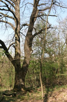 Šahy, 13.4.2016
Zarůstající pastevní les na severozápadním svahu vrchu Drieňok.
Mots-clés: Šahy Drieňok pastevní les