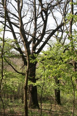Šahy, 13.4.2016
Zarůstající pastevní les na severozápadním svahu vrchu Drieňok.
Klíčová slova: Šahy Drieňok pastevní les