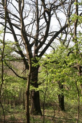 Šahy, 13.4.2016
Zarůstající pastevní les na severozápadním svahu vrchu Drieňok.
Schlüsselwörter: Šahy Drieňok pastevní les