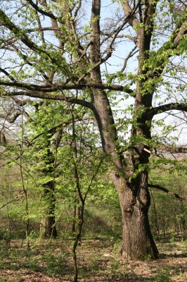 Šahy, 13.4.2016
Zarůstající pastevní les na severozápadním svahu vrchu Drieňok.
Klíčová slova: Šahy Drieňok pastevní les