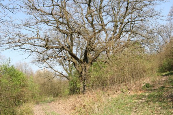 Šahy, 13.4.2016
Zarůstající pastevní les na severozápadním svahu vrchu Drieňok.
Klíčová slova: Šahy Drieňok pastevní les