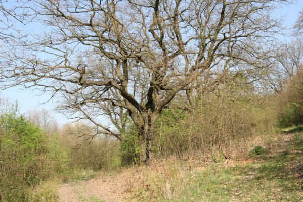 Šahy, 13.4.2016
Zarůstající pastevní les na severozápadním svahu vrchu Drieňok.
Keywords: Šahy Drieňok pastevní les