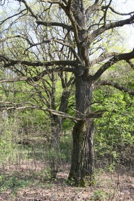 Šahy, 13.4.2016
Zarůstající pastevní les na severozápadním svahu vrchu Drieňok.
Keywords: Šahy Drieňok pastevní les