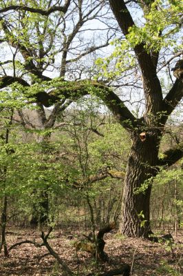 Šahy, 13.4.2016
Zarůstající pastevní les na severozápadním svahu vrchu Drieňok.
Keywords: Šahy Drieňok pastevní les