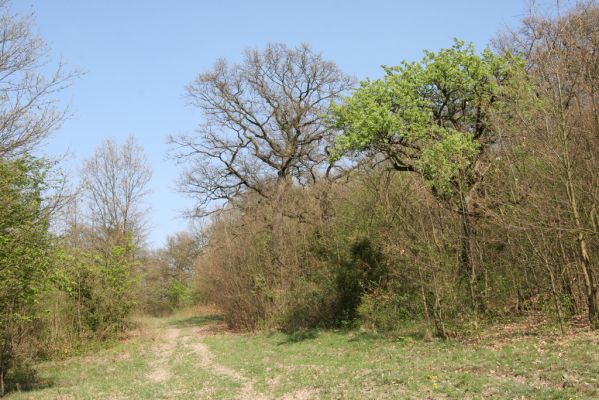 Šahy, 13.4.2016
Zarůstající pastevní les na severozápadním svahu vrchu Drieňok.
Klíčová slova: Šahy Drieňok pastevní les