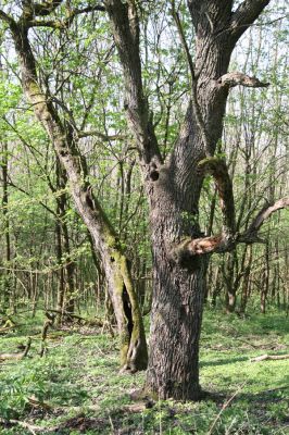 Šahy, 13.4.2016
Zarůstající pastevní les na severozápadním svahu vrchu Drieňok.
Keywords: Šahy Drieňok pastevní les Limoniscus violaceus Ischnodes sanguinicollis