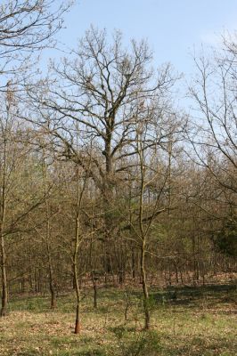 Šahy, 13.4.2016
Zarůstající pastevní les na severozápadním svahu vrchu Drieňok.
Schlüsselwörter: Šahy Drieňok pastevní les