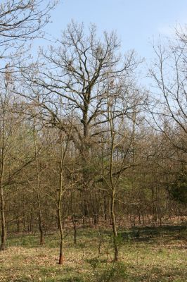 Šahy, 13.4.2016
Zarůstající pastevní les na severozápadním svahu vrchu Drieňok.
Klíčová slova: Šahy Drieňok pastevní les