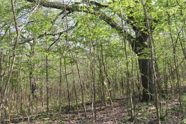 Šahy, 13.4.2016
Zarůstající pastevní les na severozápadním svahu vrchu Drieňok.
Klíčová slova: Šahy Drieňok pastevní les Prosternon chrysocomum