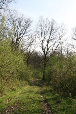 Šahy, 13.4.2016
Zarůstající pastevní les na severozápadním svahu vrchu Drieňok.
Klíčová slova: Šahy Drieňok pastevní les