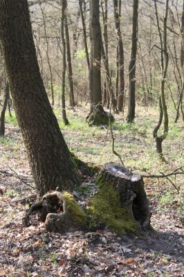Šahy, 13.4.2016
Zarůstající pastevní les na severozápadním svahu vrchu Drieňok.
Klíčová slova: Šahy Drieňok pastevní les