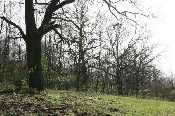 Šahy, 13.4.2016
Zarůstající pastevní les na severozápadním svahu vrchu Drieňok.
Schlüsselwörter: Šahy Drieňok pastevní les