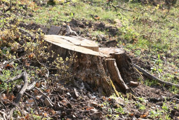 Šahy, 13.4.2016
Zarůstající pastevní les na severozápadním svahu vrchu Drieňok.
Klíčová slova: Šahy Drieňok pastevní les