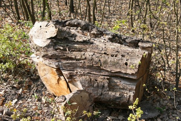 Šahy, 13.4.2016
Zarůstající pastevní les na severozápadním svahu vrchu Drieňok.
Mots-clés: Šahy Drieňok pastevní les Cerambyx cerdo