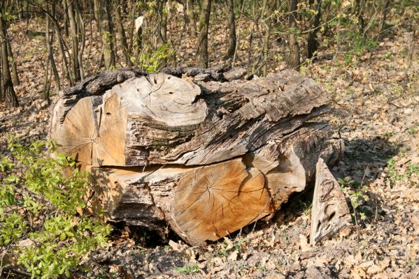 Šahy, 13.4.2016
Zarůstající pastevní les na severozápadním svahu vrchu Drieňok.
Schlüsselwörter: Šahy Drieňok pastevní les Cerambyx cerdo