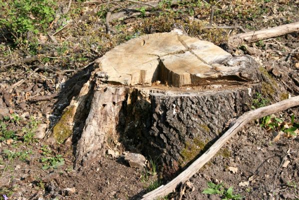 Šahy, 13.4.2016
Zarůstající pastevní les na severozápadním svahu vrchu Drieňok.
Klíčová slova: Šahy Drieňok pastevní les Cerambyx cerdo