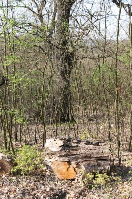 Šahy, 13.4.2016
Zarůstající pastevní les na severozápadním svahu vrchu Drieňok.
Keywords: Šahy Drieňok pastevní les