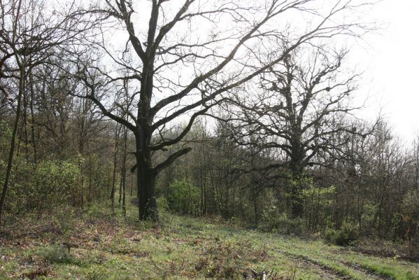 Šahy, 13.4.2016
Zarůstající pastevní les na severozápadním svahu vrchu Drieňok.
Keywords: Šahy Drieňok pastevní les