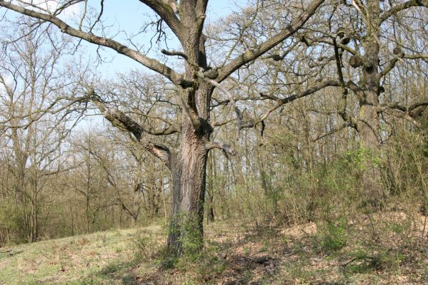 Šahy, 13.4.2016
Zarůstající pastevní les na severozápadním svahu vrchu Drieňok.
Klíčová slova: Šahy Drieňok pastevní les