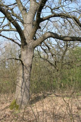 Šahy, 13.4.2016
Zarůstající pastevní les na severozápadním svahu vrchu Drieňok.
Keywords: Šahy Drieňok pastevní les