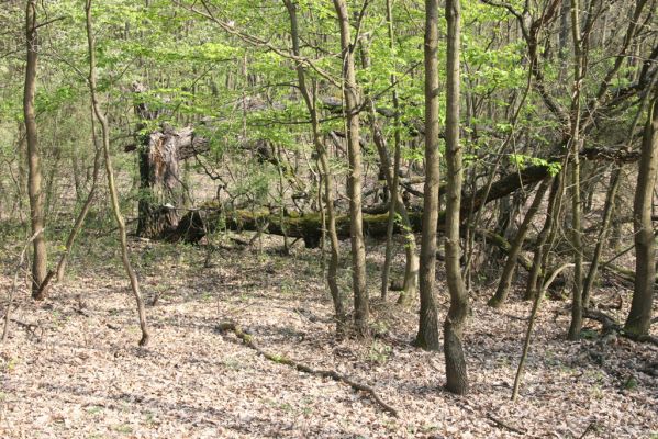 Šahy, 13.4.2016
Zarůstající pastevní les na severozápadním svahu vrchu Drieňok.
Keywords: Šahy Drieňok pastevní les