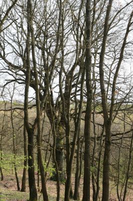 Šahy, 13.4.2016
Zarůstající pastevní les na severozápadním svahu vrchu Drieňok.
Keywords: Šahy Drieňok pastevní les