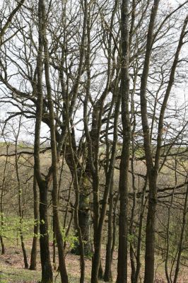 Šahy, 13.4.2016
Zarůstající pastevní les na severozápadním svahu vrchu Drieňok.
Klíčová slova: Šahy Drieňok pastevní les