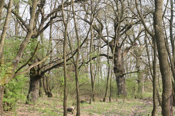 Šahy, 13.4.2016
Zarůstající pastevní les na severozápadním svahu vrchu Drieňok.
Keywords: Šahy Drieňok pastevní les