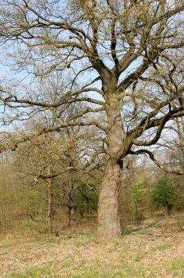 Šahy, 13.4.2016
Zarůstající pastevní les na severozápadním svahu vrchu Drieňok.
Klíčová slova: Šahy Drieňok pastevní les