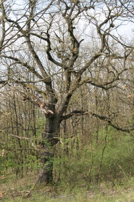 Šahy, 13.4.2016
Zarůstající pastevní les na severozápadním svahu vrchu Drieňok.
Klíčová slova: Šahy Drieňok pastevní les