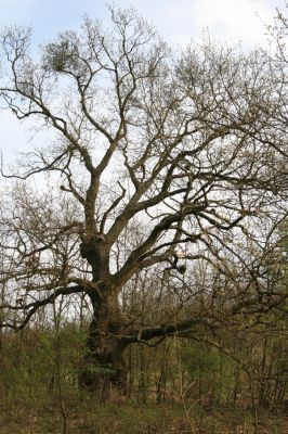 Šahy, 13.4.2016
Zarůstající pastevní les na severozápadním svahu vrchu Drieňok.
Keywords: Šahy Drieňok pastevní les