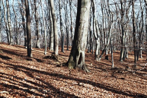 Vysoká Pec, Drmaly, 15.12.2006
Mufloní pahorek. Bukový les na východním svahu.
Klíčová slova: Krušné hory Vysoká Pec Drmaly Mufloní pahorek