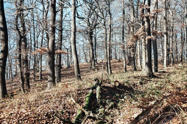 Vysoká Pec, Drmaly, 15.12.2006
Mufloní pahorek. Dubový les na jihozápadním svahu.
Mots-clés: Krušné hory Vysoká Pec Drmaly Mufloní pahorek