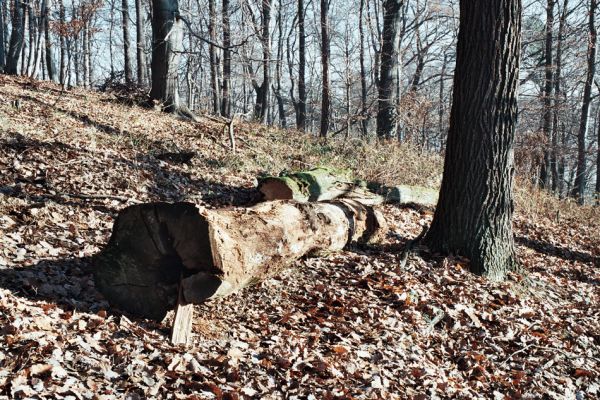 Vysoká Pec, Drmaly, 15.12.2006
Mufloní pahorek. Dubový les na jihozápadním svahu.
Schlüsselwörter: Krušné hory Vysoká Pec Drmaly Mufloní pahorek Hypoganus inunctus