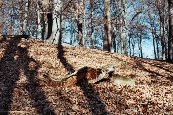 Vysoká Pec, Drmaly, 15.12.2006
Mufloní pahorek. Dubový les na jihozápadním svahu.
Klíčová slova: Krušné hory Vysoká Pec Drmaly Mufloní pahorek Ampedus praeustus pomorum erythrogonus