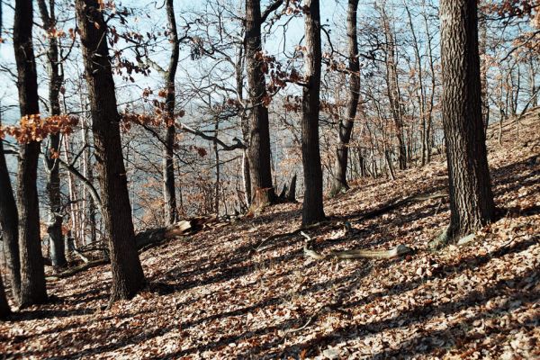 Vysoká Pec, Drmaly, 15.12.2006
Mufloní pahorek. Dubový les na jihozápadním svahu.
Klíčová slova: Krušné hory Vysoká Pec Drmaly Mufloní pahorek Ampedus brunnicornis páchník Osmoderma