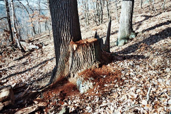 Vysoká Pec, Drmaly, 15.12.2006
Mufloní pahorek. Dubový les na jihozápadním svahu.
Klíčová slova: Krušné hory Vysoká Pec Drmaly Mufloní pahorek Ampedus brunnicornis páchník Osmoderma